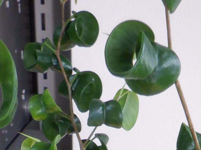 フィカス ベンジャミン バロック Ficus Benjamina Cv Barok かぎけん花図鑑