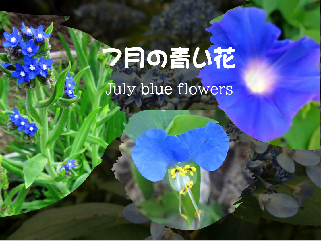 特集 ７月の青い花