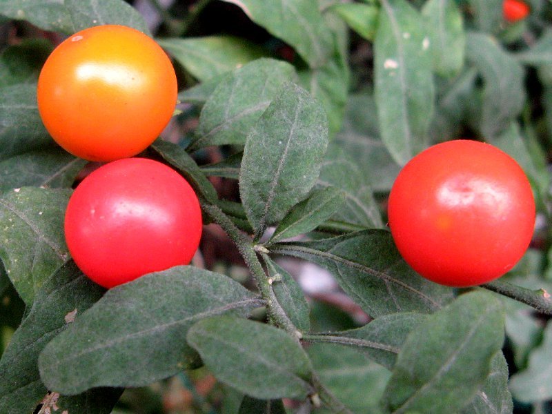 Jerusalem cherry