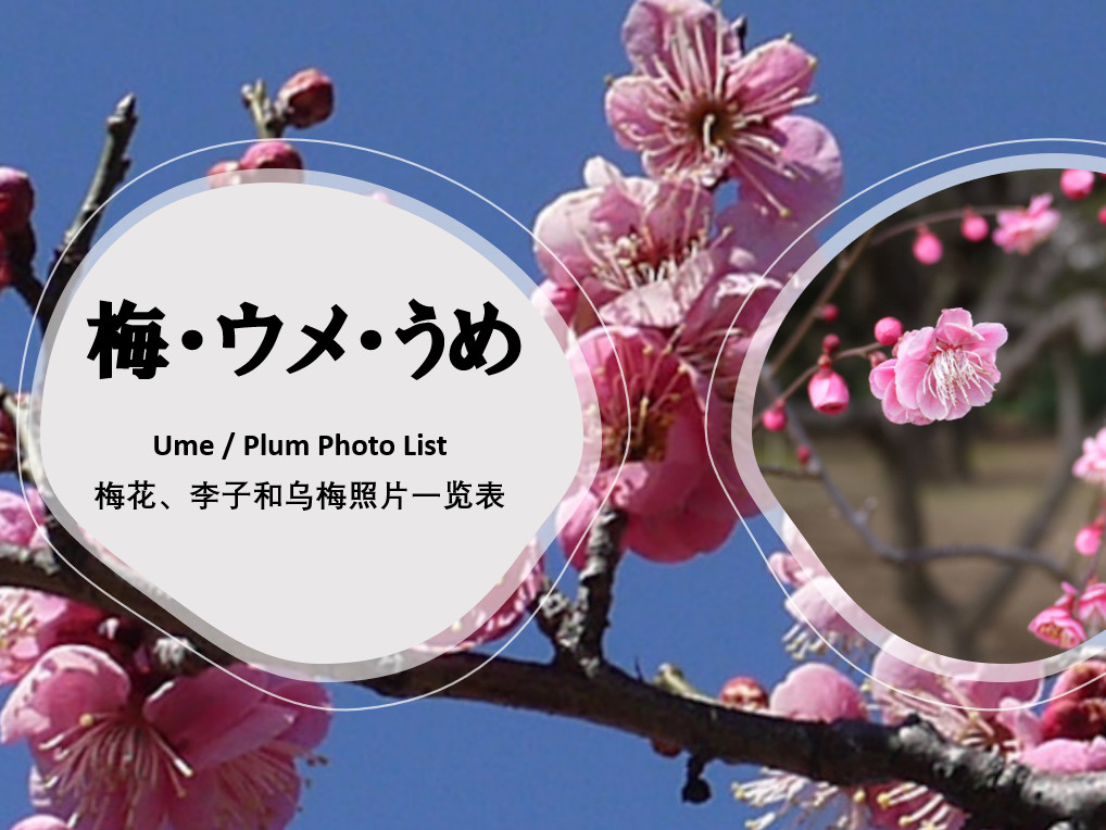 Ume