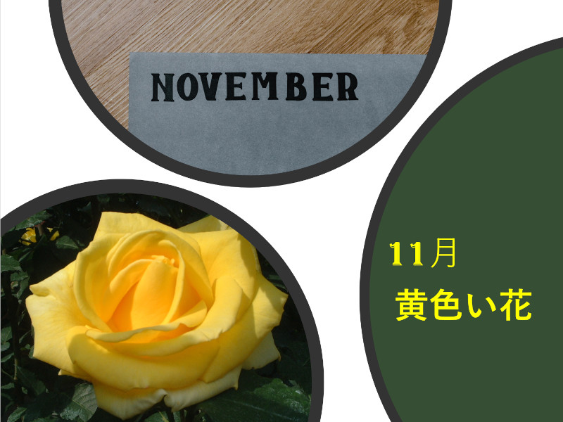 November Yellow-colored Flowers(2022年)