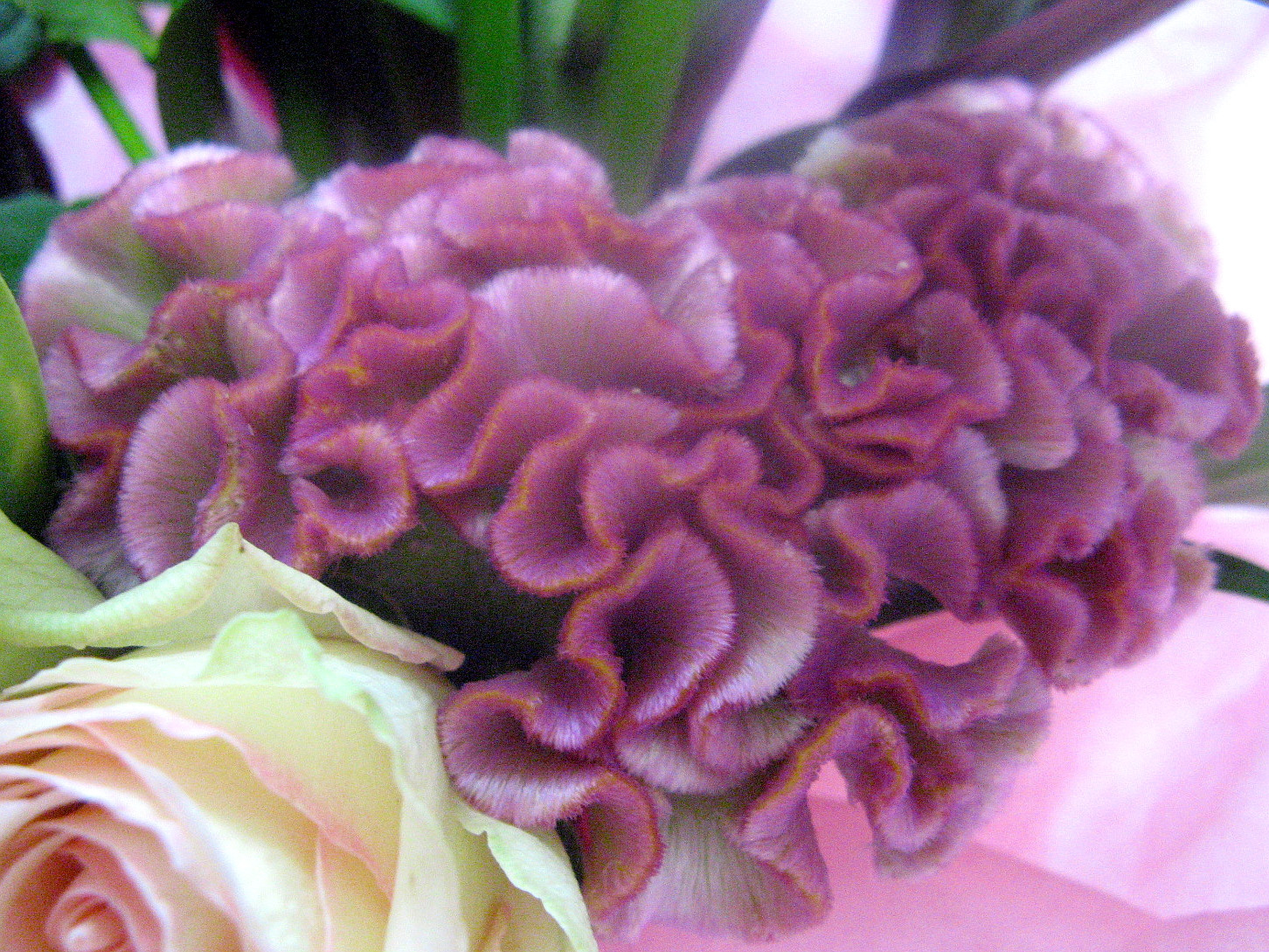 トサカケイトウ Celosia Argentea Var Cristata かぎけん花図鑑