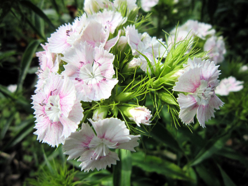 Dianthus barbaltus