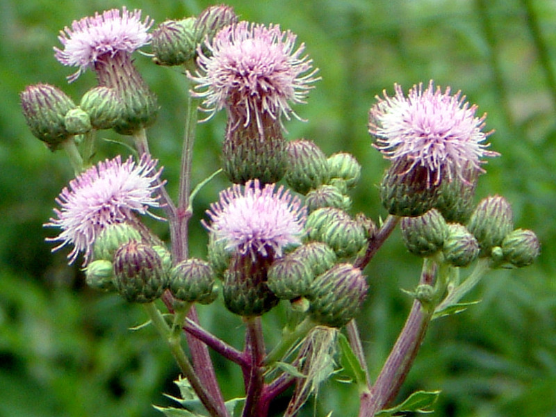 セイヨウトゲアザミ Cirsium Arvense かぎけん花図鑑