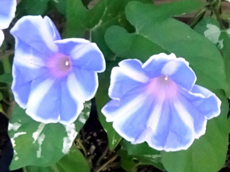 Large morning glories 'Youjiro Tairin Fuji no sora'