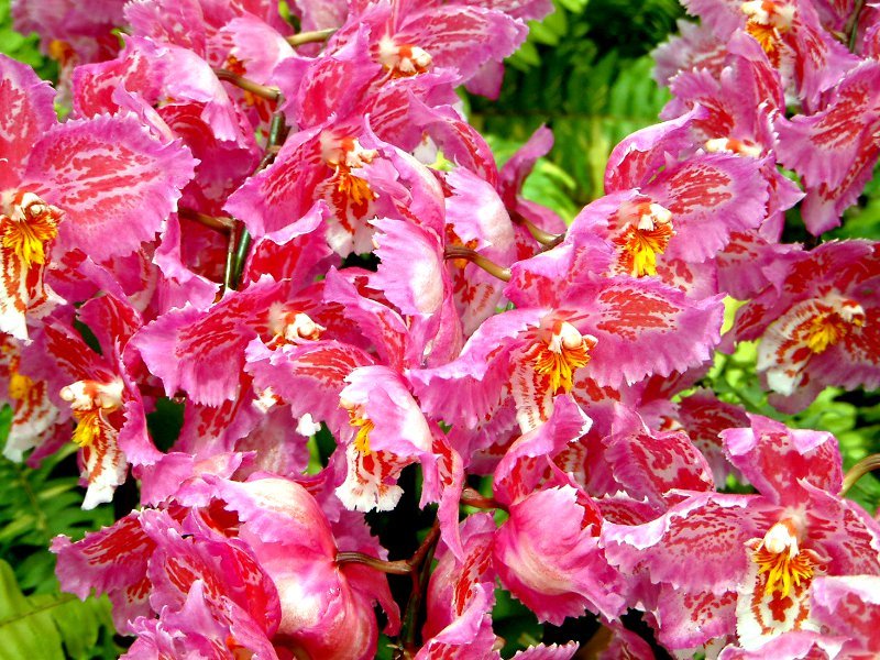 Odontoglossum