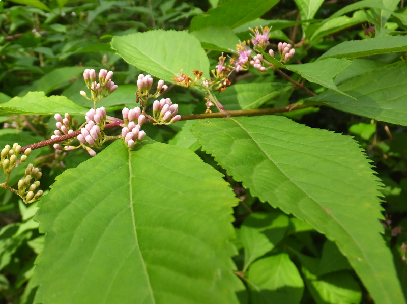 Callicarpa japonica