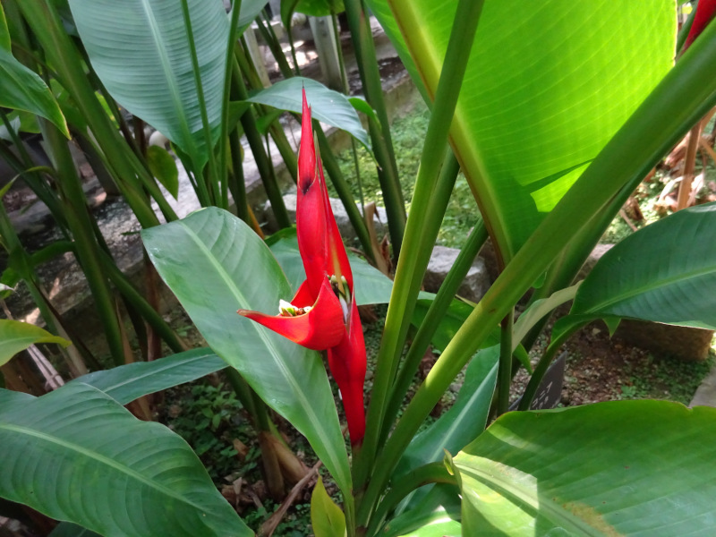 Heliconia stricta 