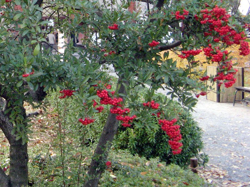 Pyracantha coccinea