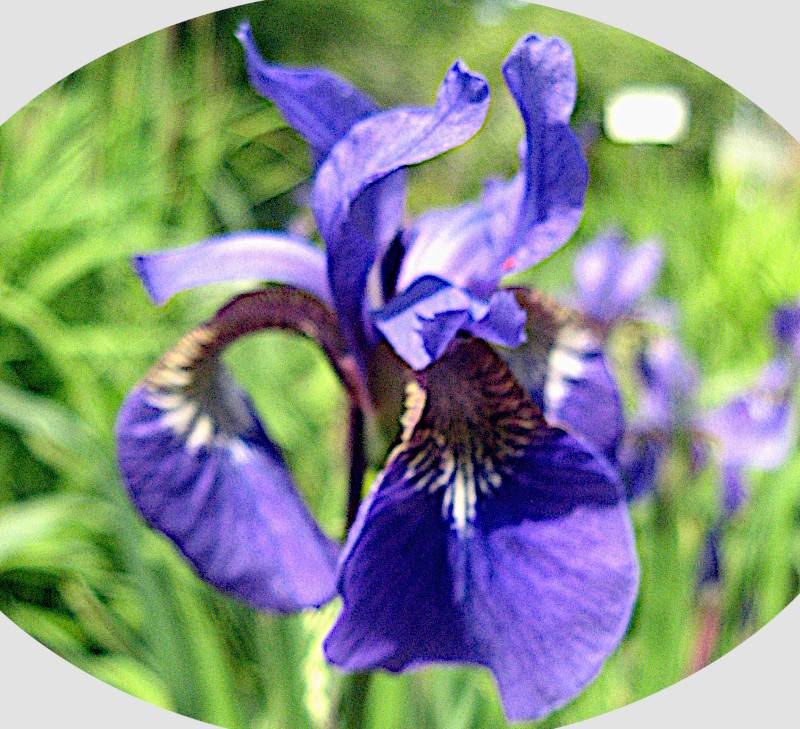 Iris sanguinea