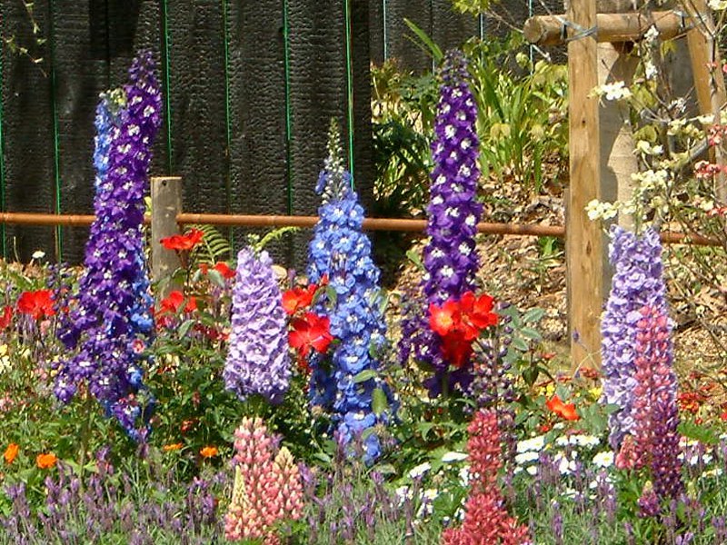 Delphinium lark spur