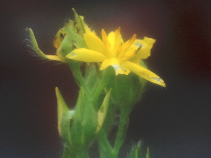 Hypoxis corchicifolia