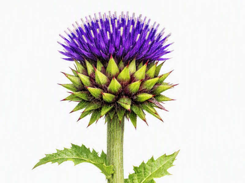 Cirsium purpuratum