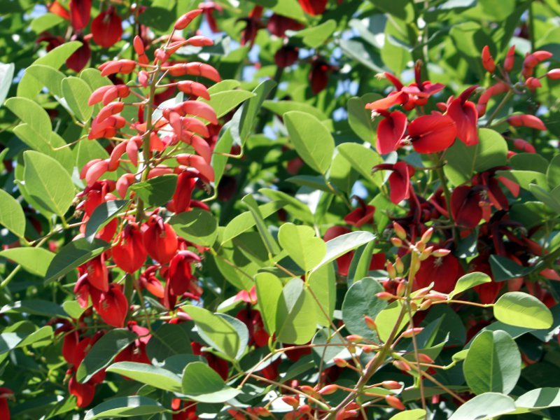 アメリカデイゴ Erythrina Crista Galli かぎけん花図鑑