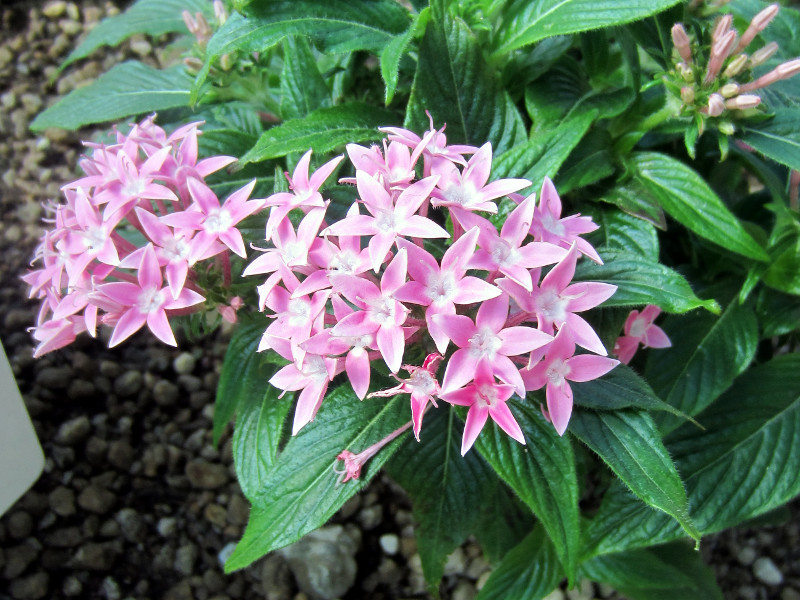 五星花 Pentas Lanceolata 科技研花图画书