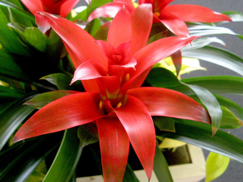 グズマニア Guzmania Hybrids かぎけん花図鑑