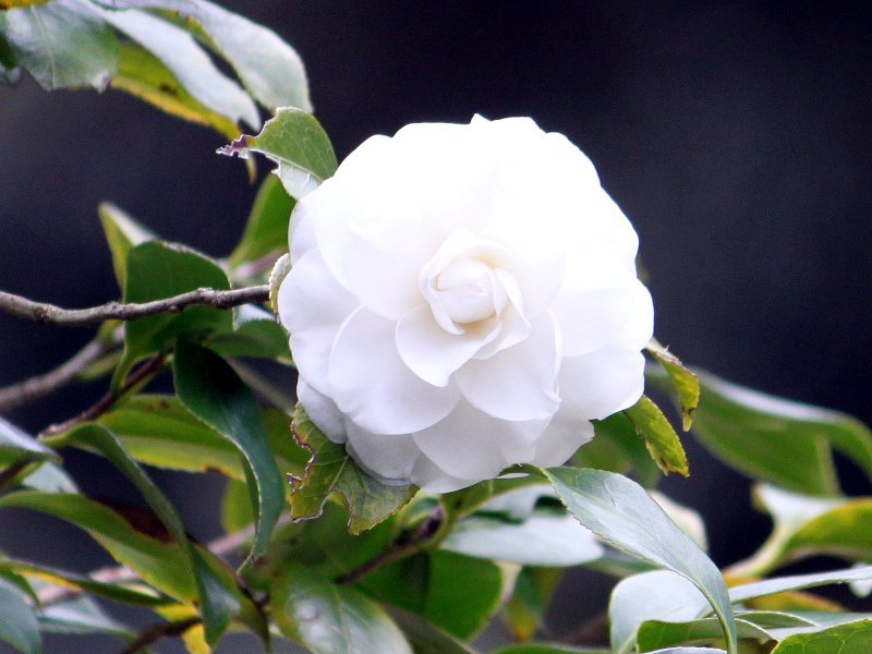 Camellia Alba Plena