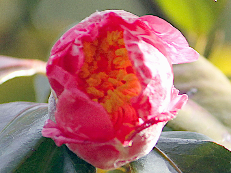 Camellia Gekkabijin