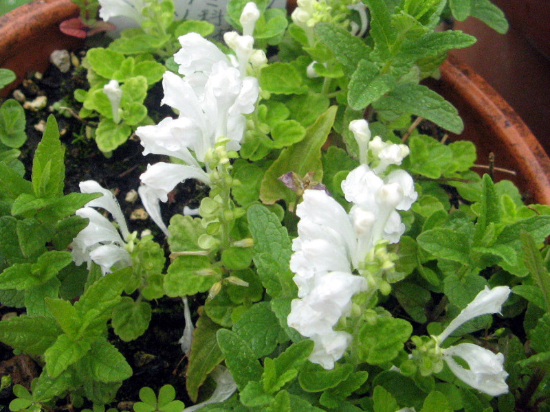 タツナミソウ Scutellaria Indica かぎけん花図鑑