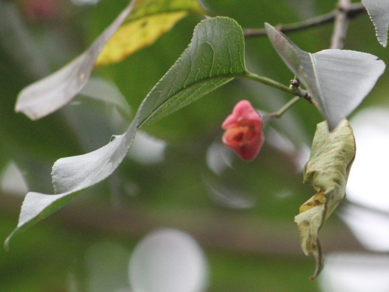 Euonymus hamiltonianus