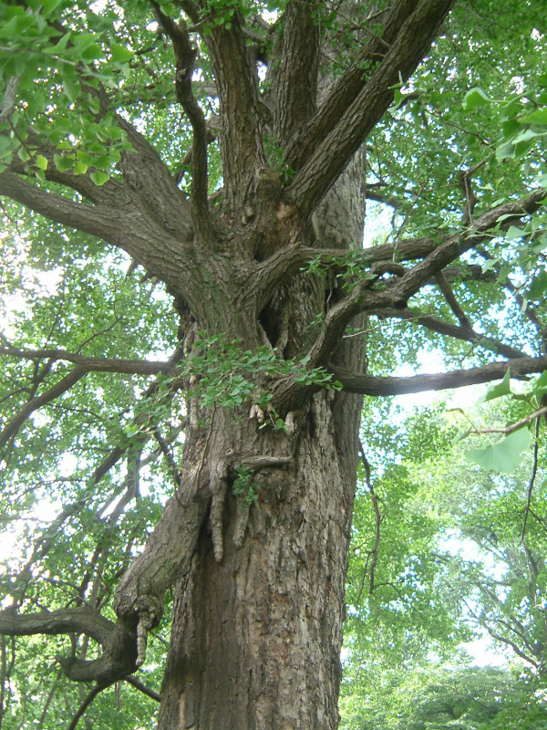 Ginkgo biloba tree