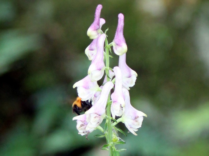 Aconitum loczyanum