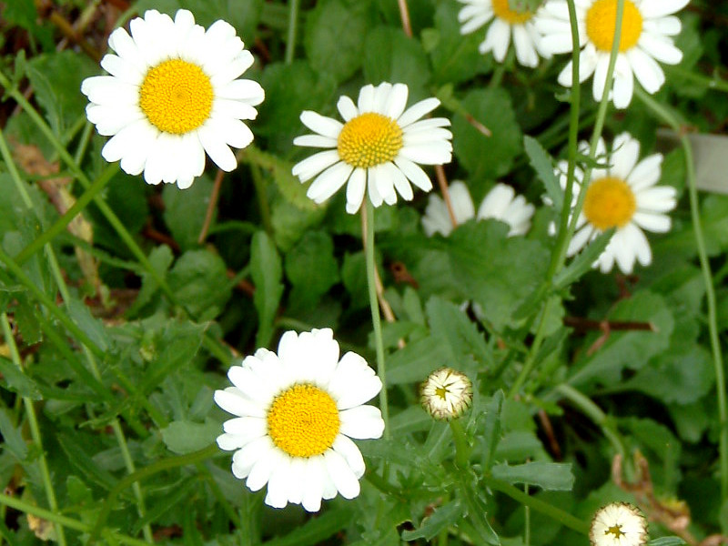 Leucanthemum vulgare