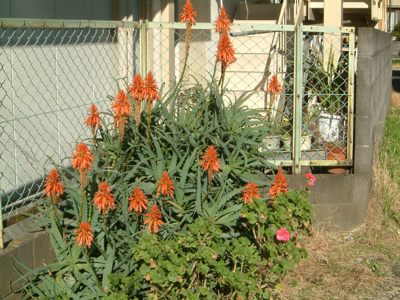 キダチアロエ Aloe Arborescens かぎけん花図鑑