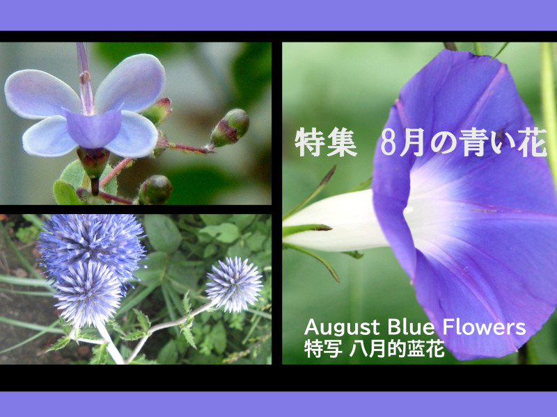 特集  8月の青い花