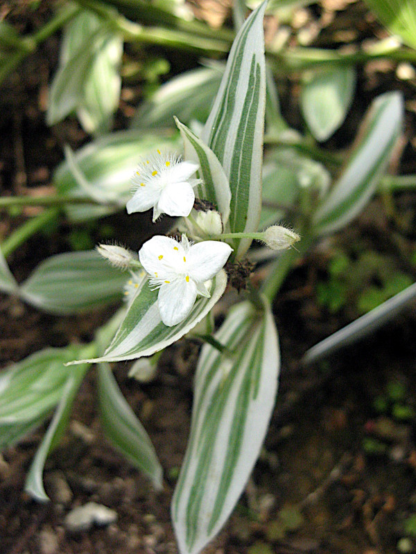 Tradescantia albiflora