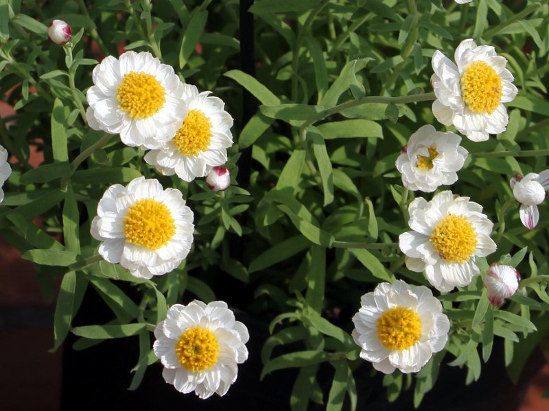 Rhodanthe chlorocephala