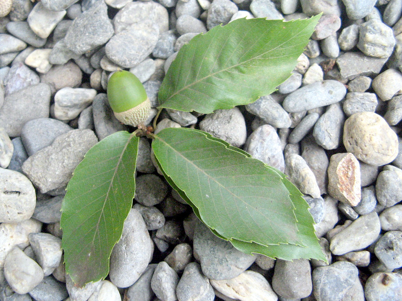 コナラ Quercus Serrata かぎけん花図鑑