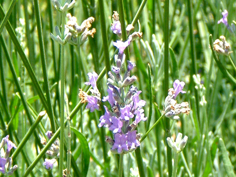 English Lavender