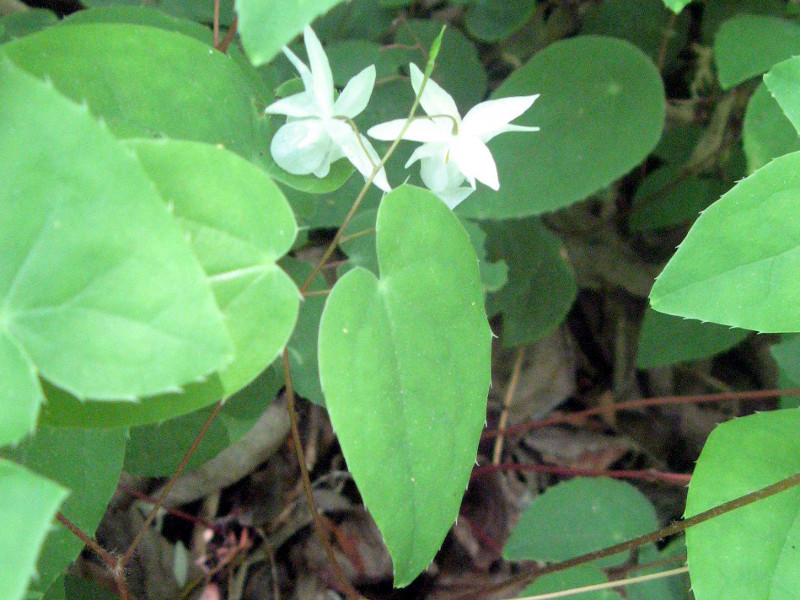 Epimedium youngianum