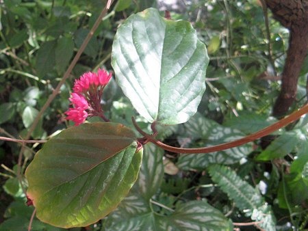 Clerodendron spekeausam