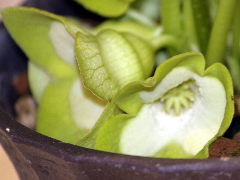 パンダカンアオイ Asarum Maximum かぎけん花図鑑