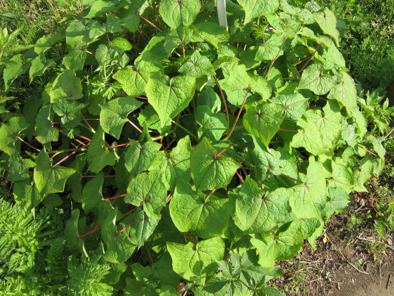 Perennial buckwheat