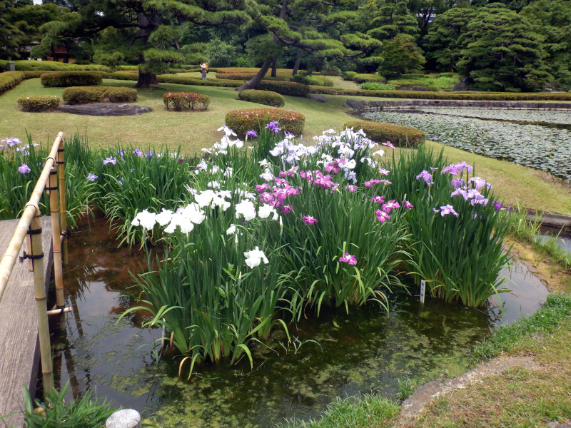 ハナショウブ