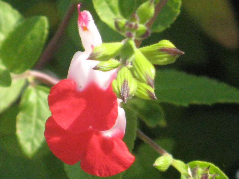 サルビア ミクロフィラ ホットリップス Salvia Microphylla Hot Lips かぎけん花図鑑