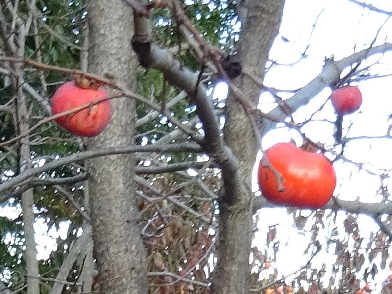 Persimmon tree