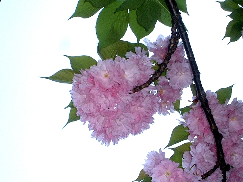 Prunus 'Kanzan'