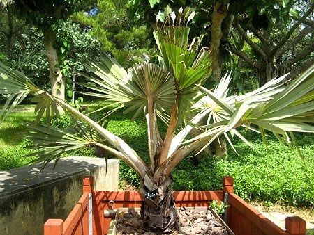 Latan palm