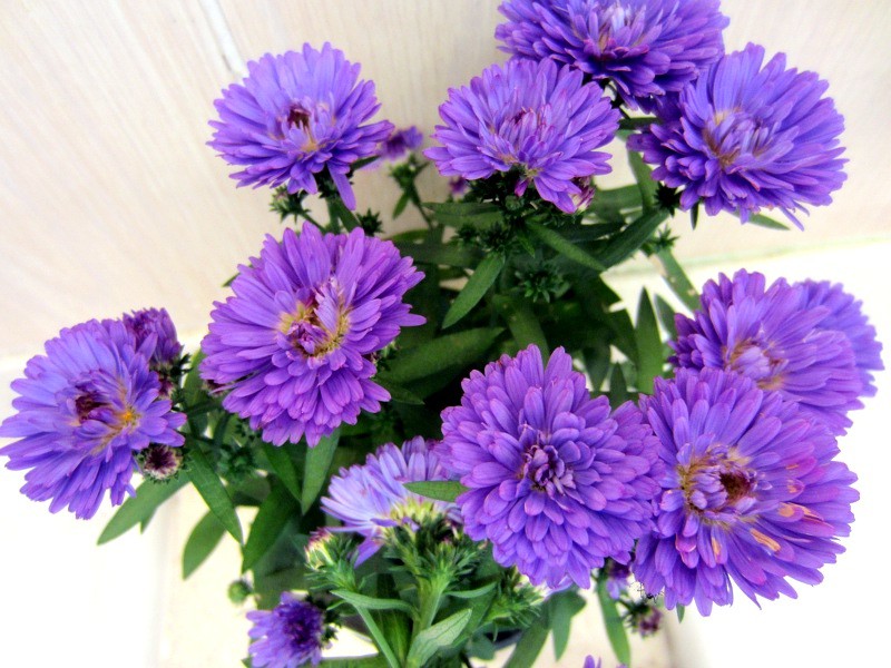 孔雀紫苑 Aster Hybrids 科技研花图画书