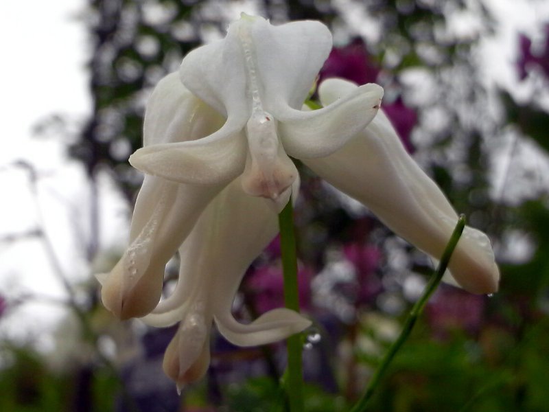 Dicentra