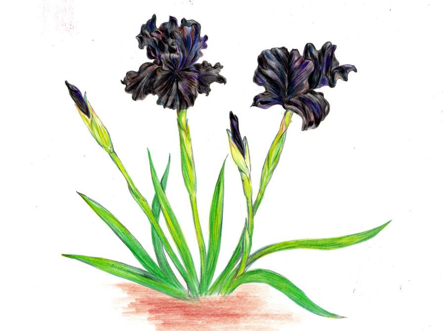 Iris nigricans