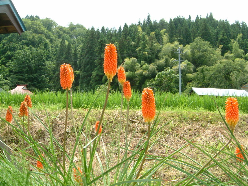 誕生花　8月4日 　トリトマ、パイナップルリリー、フロックス