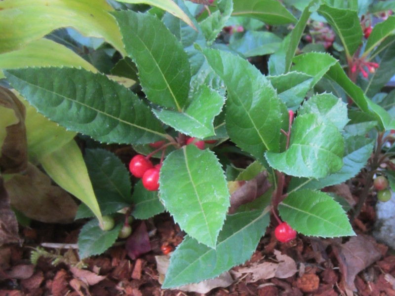 Ardisia japonica