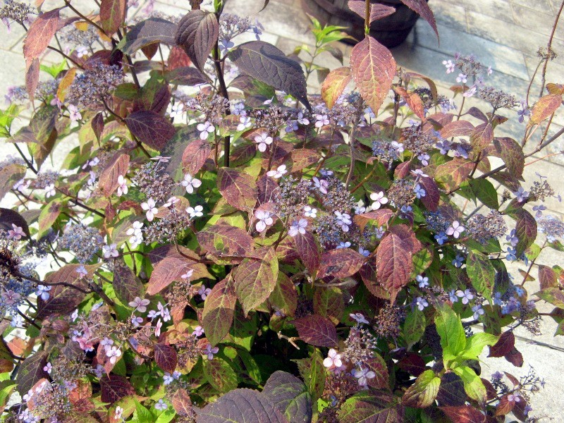 甜茶 Hydrangea Macrophylla Var Thunbergii 科技研花图画书