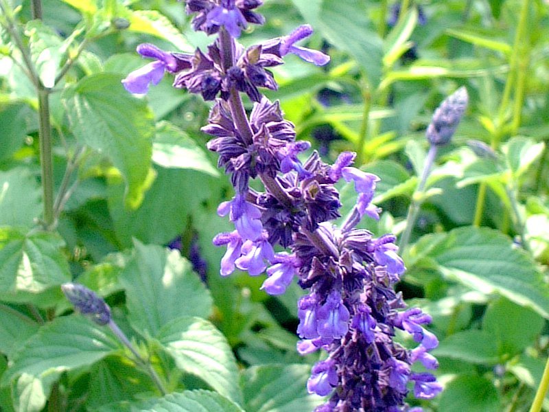 ラベンダーセージ Salvia Farinacea Indigo Spires かぎけん花図鑑