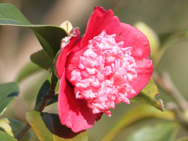 Camellia japonica  'Akizaki-bokuhan' 